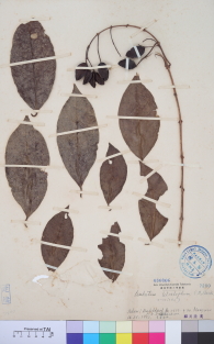 Specimen thumbnail
